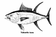 Fish collection, part 1, a Food Illustration by ZotovShop (Thumbnail 13 of 14)