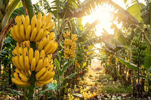 Bananas on the banana trees, a Food & Drink Photo by Volff