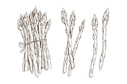 Hand drawn monochrome asparagus set, a Food Illustration by Good Studio (Thumbnail 2 of 3)