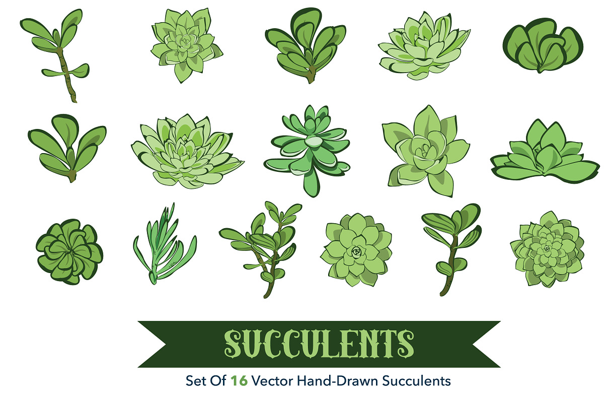 16 Succulets Hand Drawn Clipart, an Object Graphic by Oksancia's Surface Design