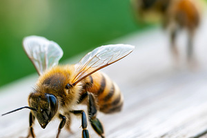 Honey bees on wooden surface, an Animal Photo by MistyDay