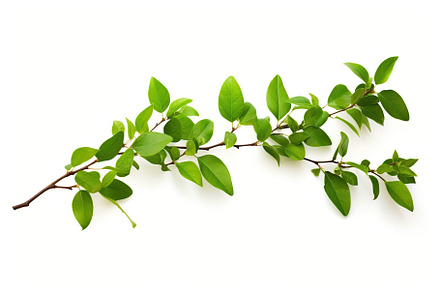 Branch with green leaves on white background, a Nature Photo by AlyaAnd