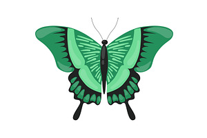 Green Tropical Butterfly, Beautiful