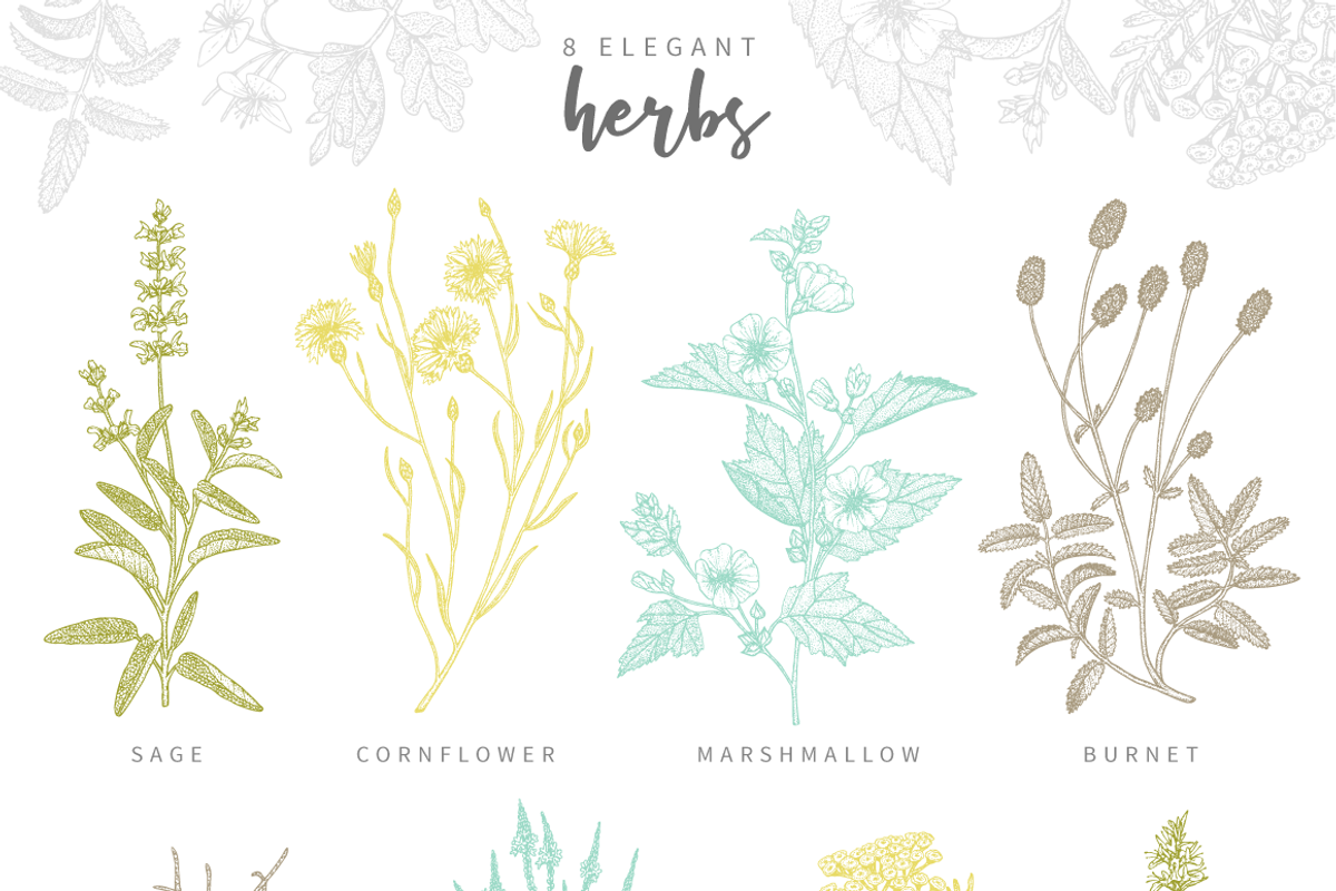 Herbalitica Vol.2 Flower Set, a Healthcare Illustration by eclosque (Photo 10 of 12)