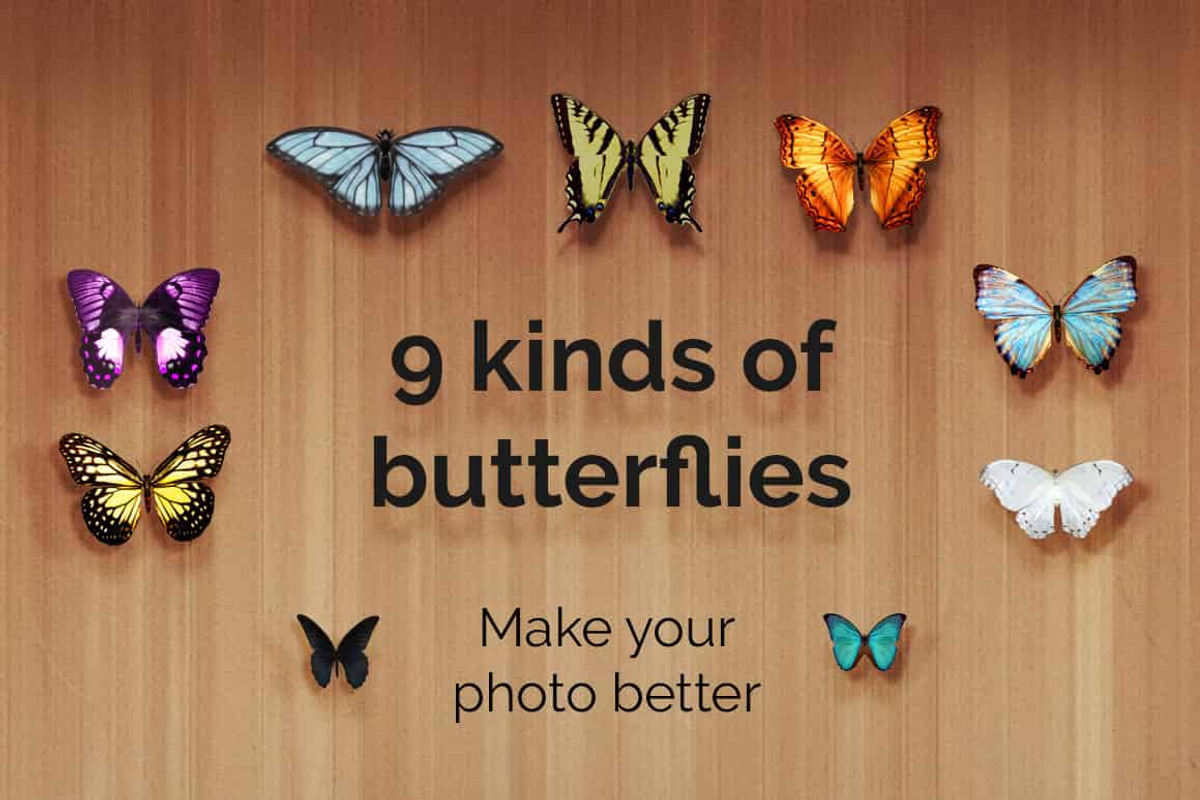 52+ Butterflies Photo Overlays, an Action Add-On by PhotoEffects.Store (Photo 4 of 8)