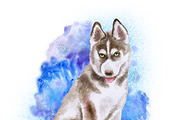Watercolor Dogs Mega Big Bundle, an Illustration by Dneprstock (Thumbnail 37 of 60)