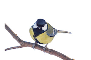great tit on a branch, looking down, an Animal Photo by Fascinadora