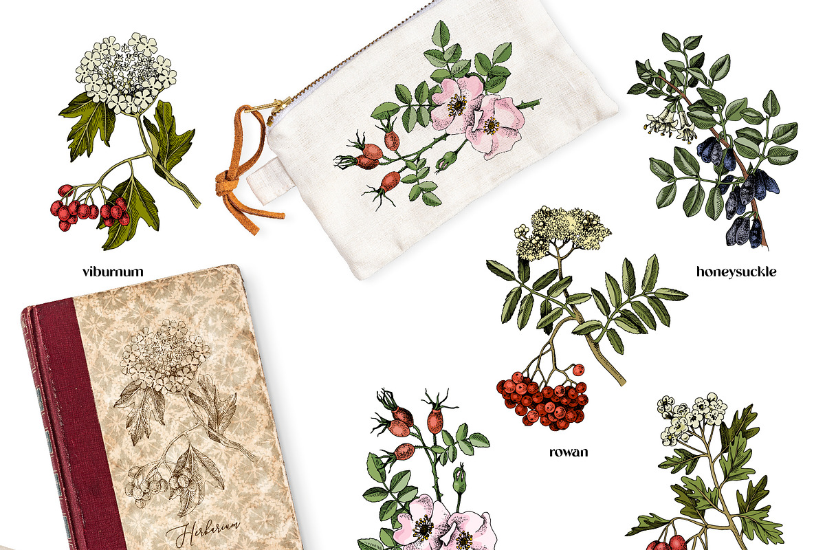 Medicinal plants collection, a Healthcare Illustration by handsketched (Photo 6 of 9)