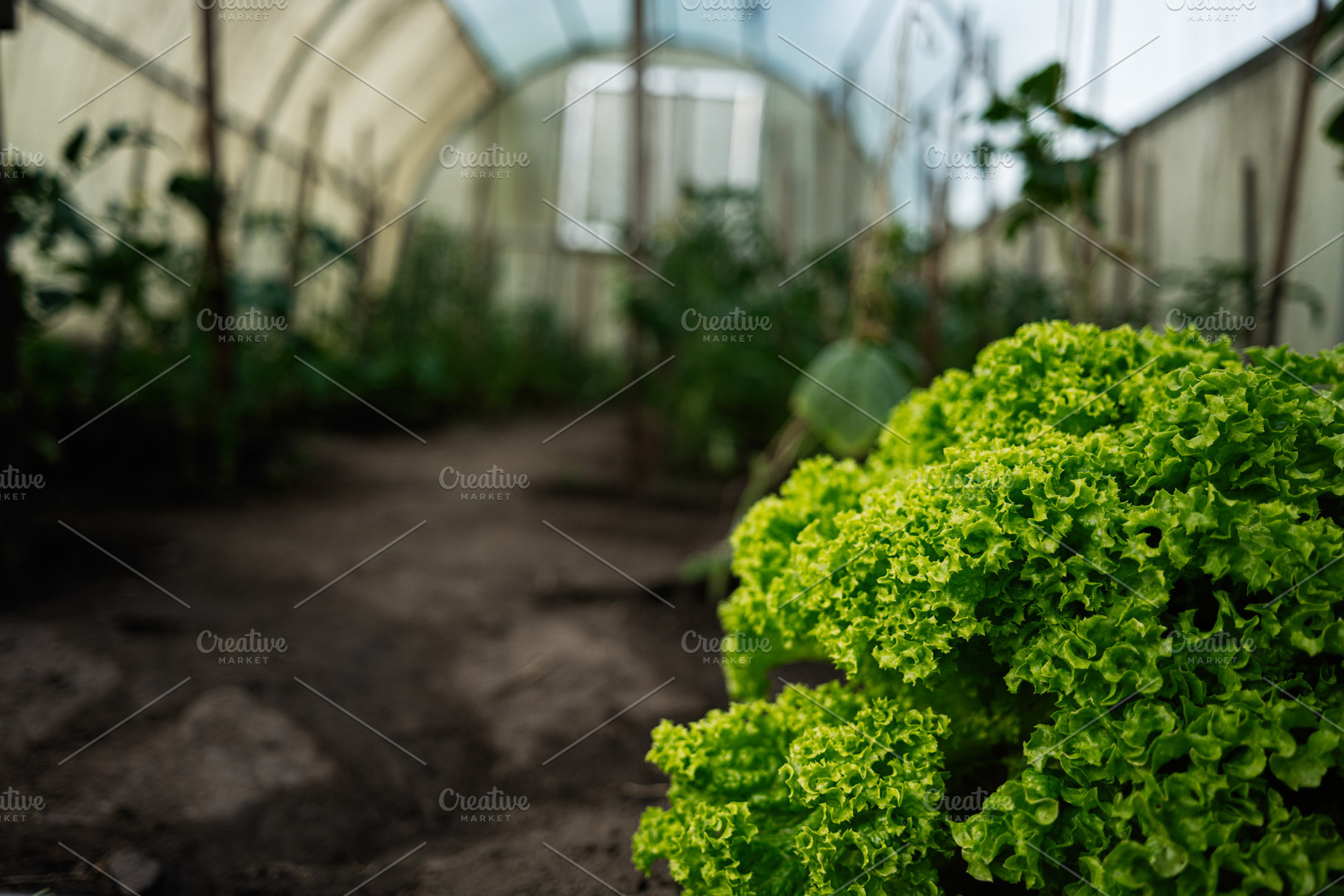 Lettuce growing in a greenhouse with vibrant and healthy green leaves, a Photo by AS photostudio