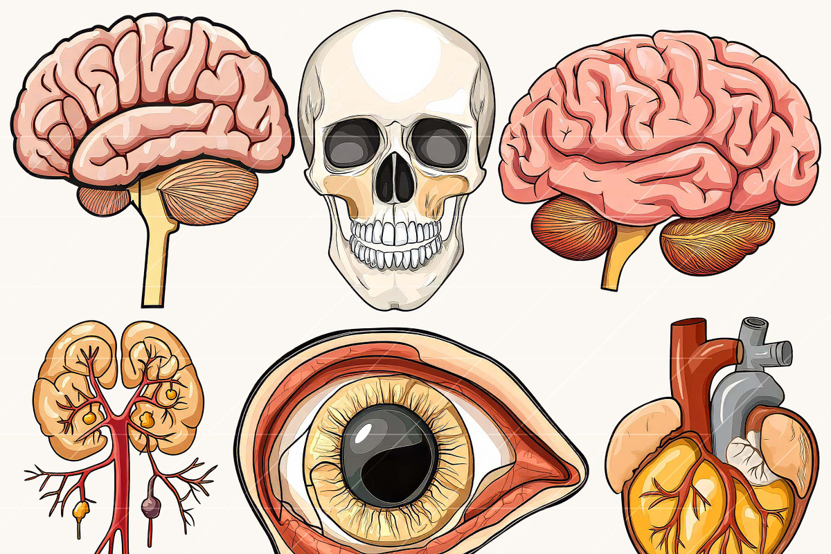 Vector Human Anatomy Clipart, a Person Illustration by Design Scotch (Photo 4 of 9)