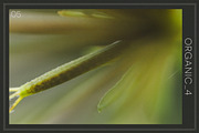 Organic 4 | 20 Botanical Photos, a Nature Photo by Melanie Helena (Thumbnail 6 of 21)