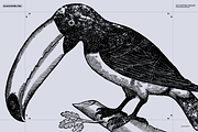 Birds of the World Illustrations, an Animal Illustration by Nomad Visuals (Thumbnail 3 of 12)