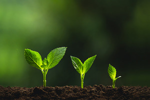 Plant a tree natural stock photo containing agriculture and concept