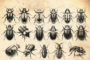 Beetle & Insect Procreate Stamps