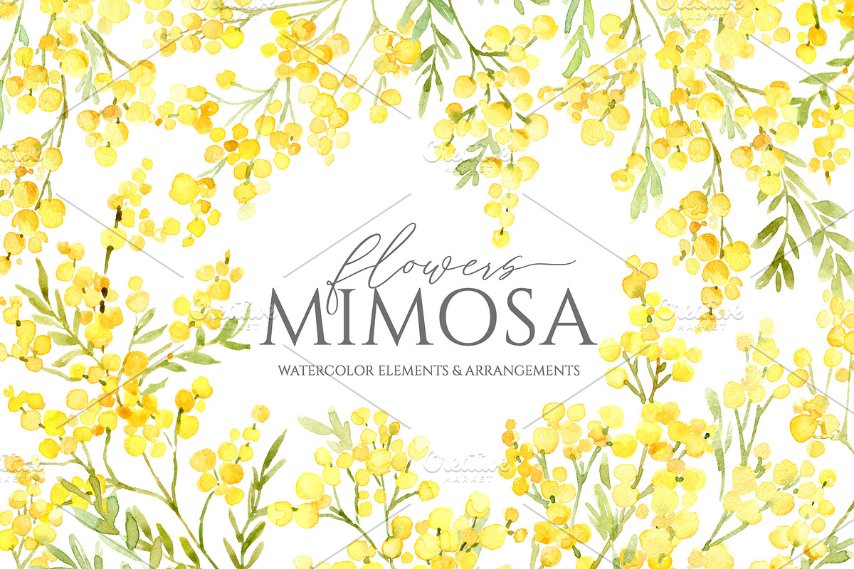 Watercolor Mimosa Branches Flowers, a Decorative Illustration by GraphicsDish (Photo 1 of 5)