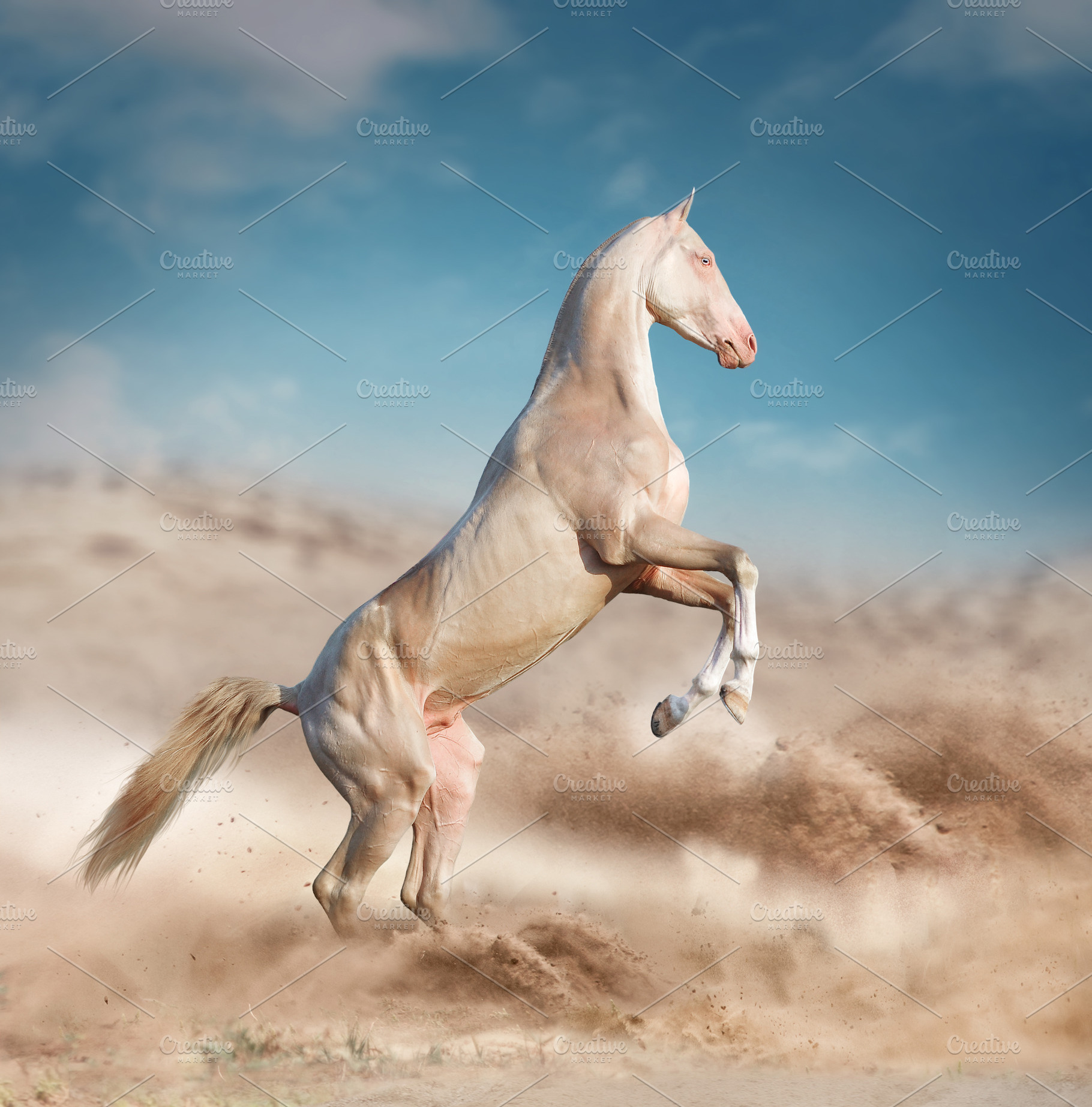 rearing akhal-teke horse, an Animal Photo by Olgait