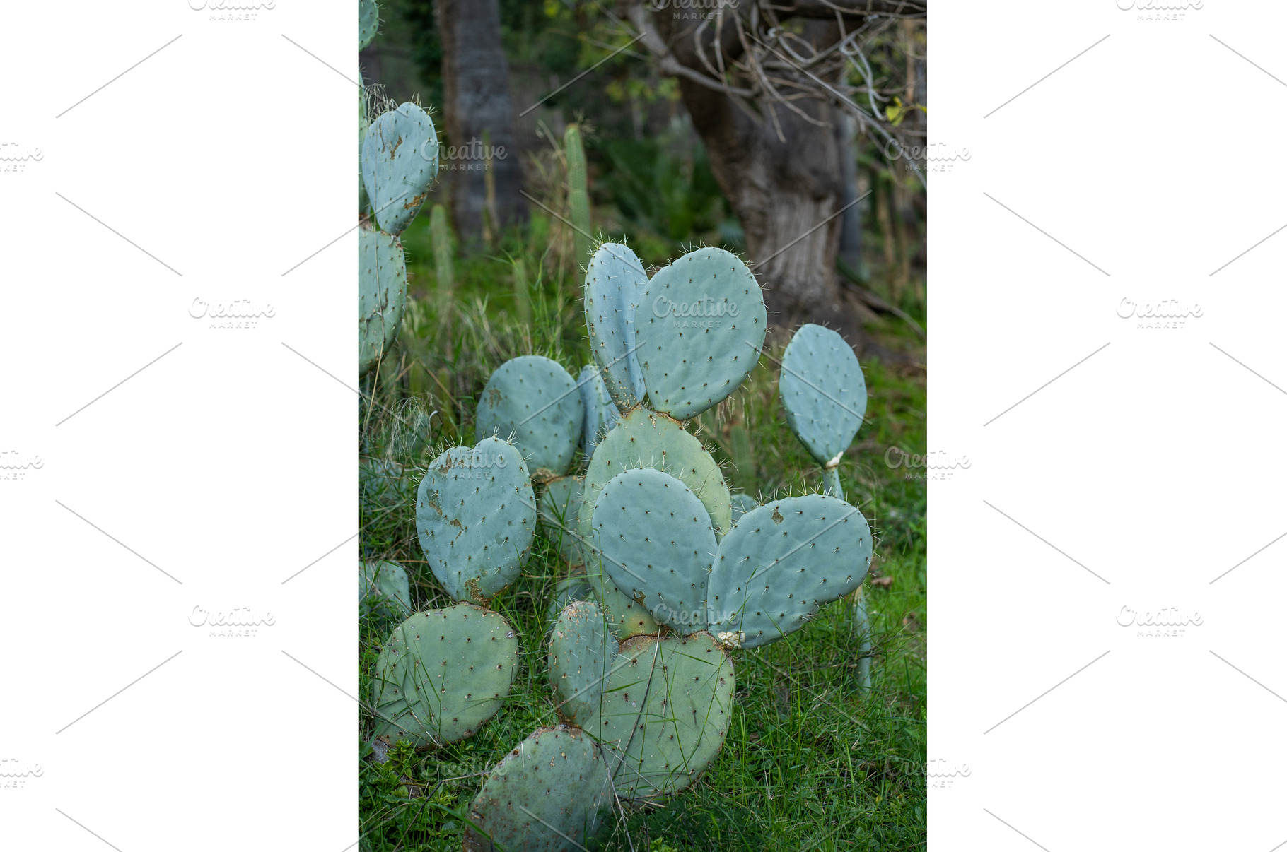 Prickly pear cactus pads displaying, a Nature Photo by volodymyrshtun13795