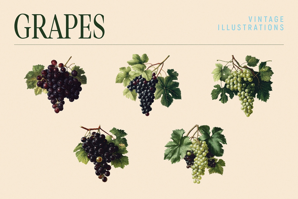 Vintage Graphic Elements_FRUITS, an Object Illustration by BOLD.Graphic (Photo 7 of 8)