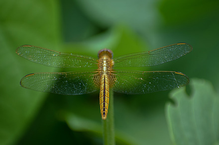 Dragonfly sitting on a stick, a Background Photo by Iftikhar Alam