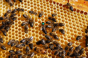 Marked queen bee in active honeycomb, an Animal Photo by Perpis