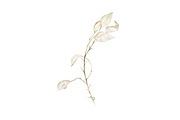 Lunaria branches, an Illustration by Watercolor life (Thumbnail 6 of 7)