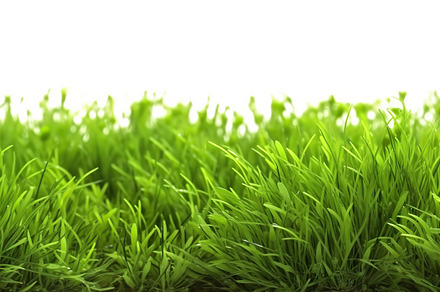 Illustration of green grass isolated on white background. Genera, a Nature Photo by AlyaAnd