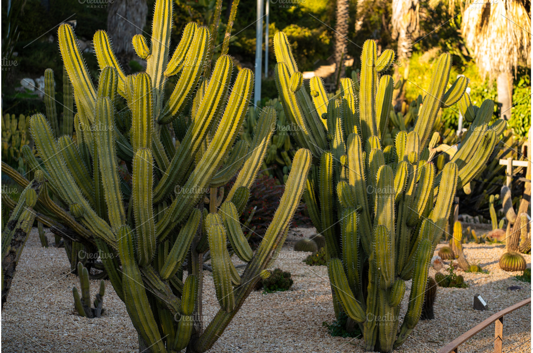Large columnar cacti growing in a, a Nature Photo by volodymyrshtun13795