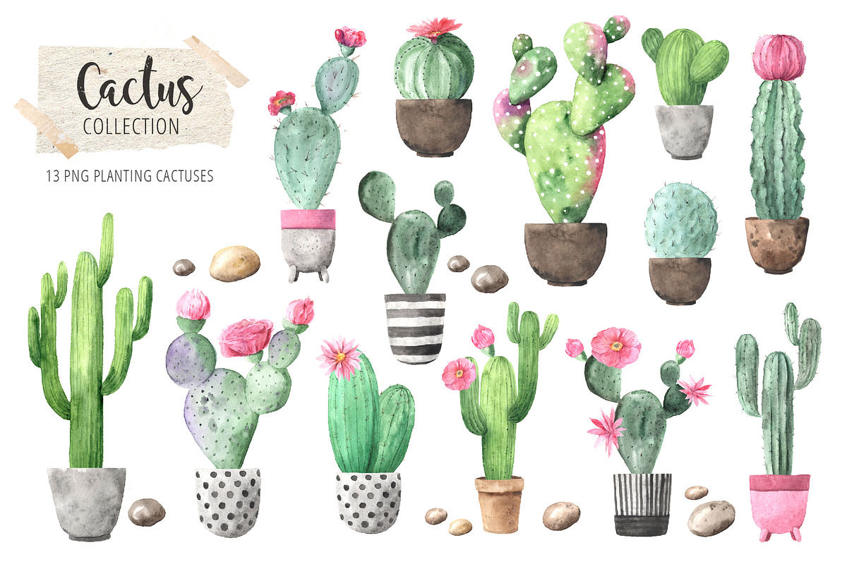 Watercolor Exotic Cactus Collection, a Texture Illustration by LarysaZabrotskaya (Photo 2 of 11)