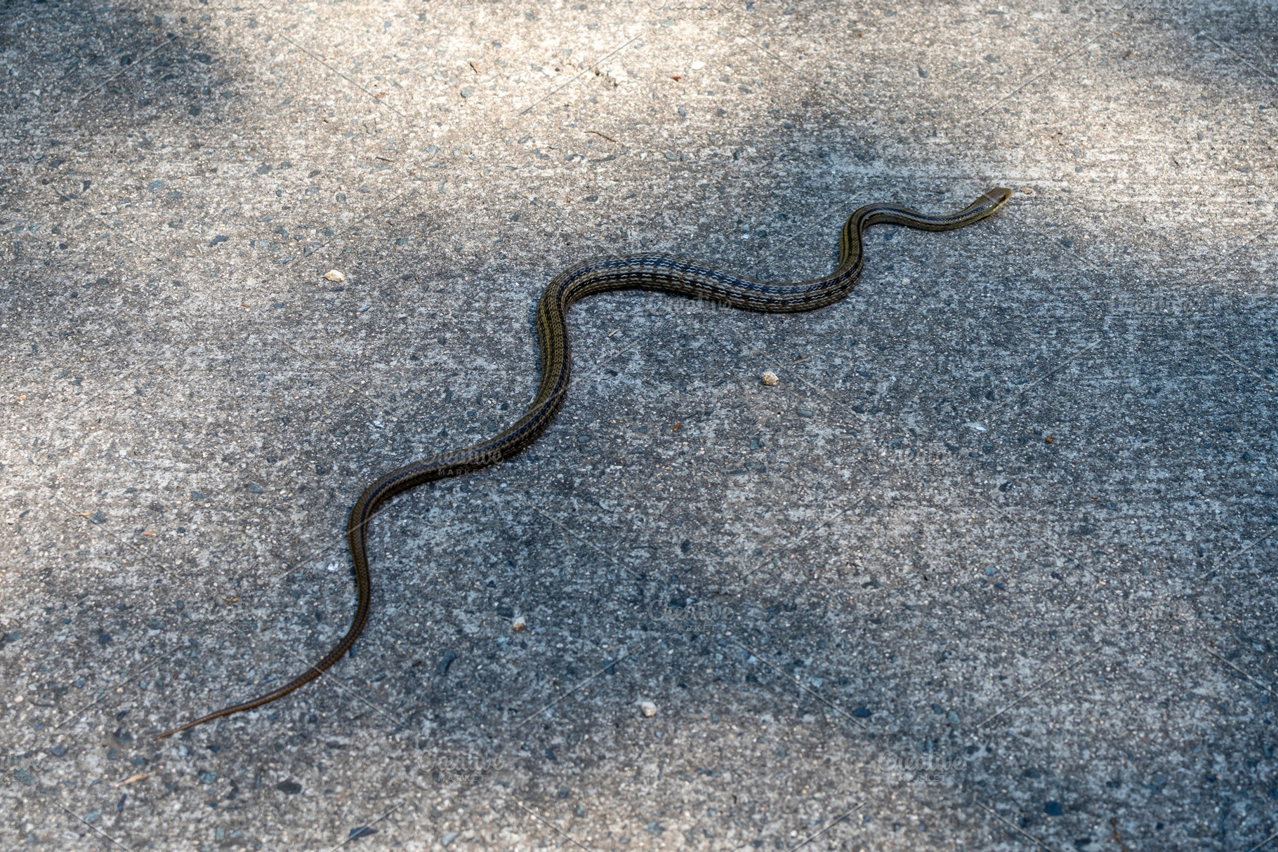 Aodaisho snake crossing path on Mount Mitaki, Hiroshima, Japan, an Animal Photo by GoodGoods