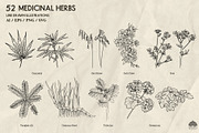 Medicinal Herbs part 2 + Procreate, a Healthcare Illustration by Skliarova (Thumbnail 5 of 6)