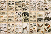 A Journal of Natural History, an Animal Illustration by Dene Studios (Thumbnail 8 of 10)