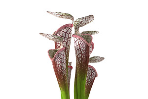 Sarracenia