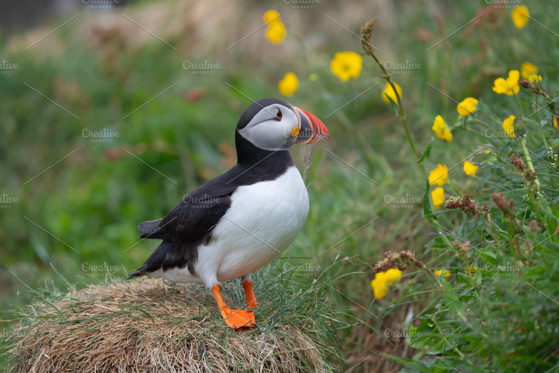 Close up of puffin bird or Fratercula in Iceland in summer seaso, an Animal Photo by Tampatra