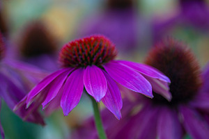 Floral background: echinacea