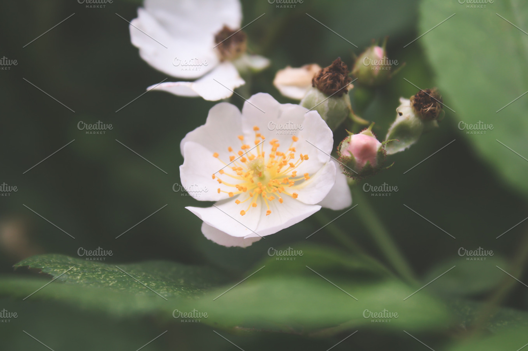 Tiny flower stock photo containing nature and flower