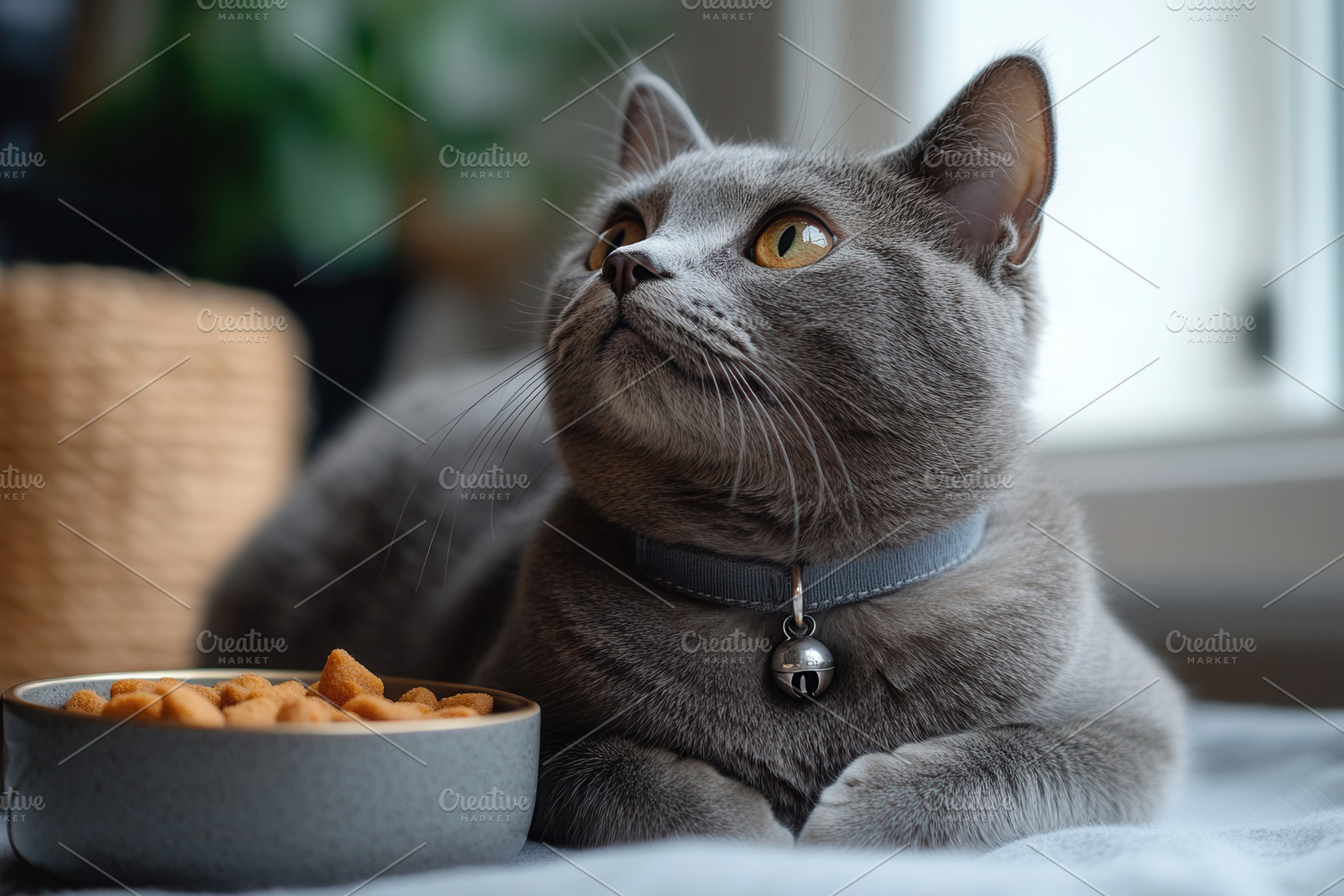 Gray cat gazes thoughtfully while re, a Photo by Tanuart