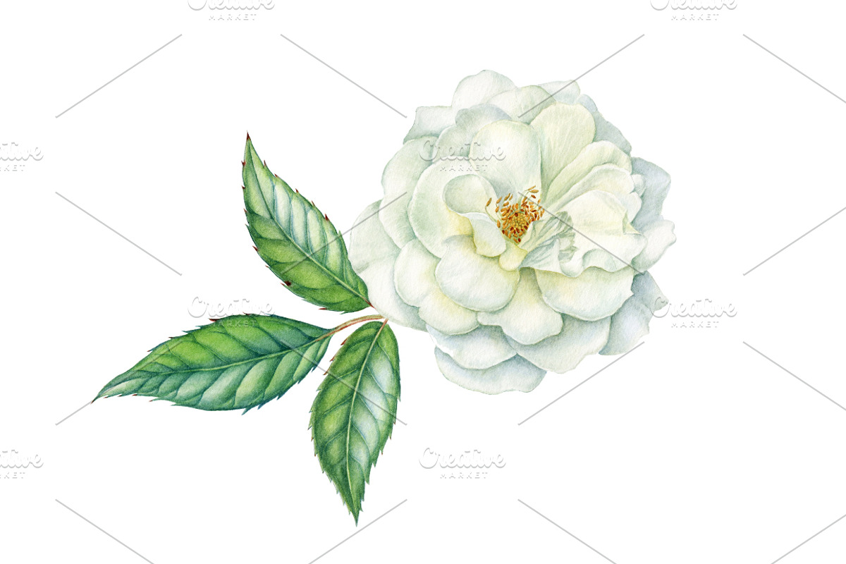 White roses, a Decorative Illustration by Watercolor life (Photo 4 of 7)