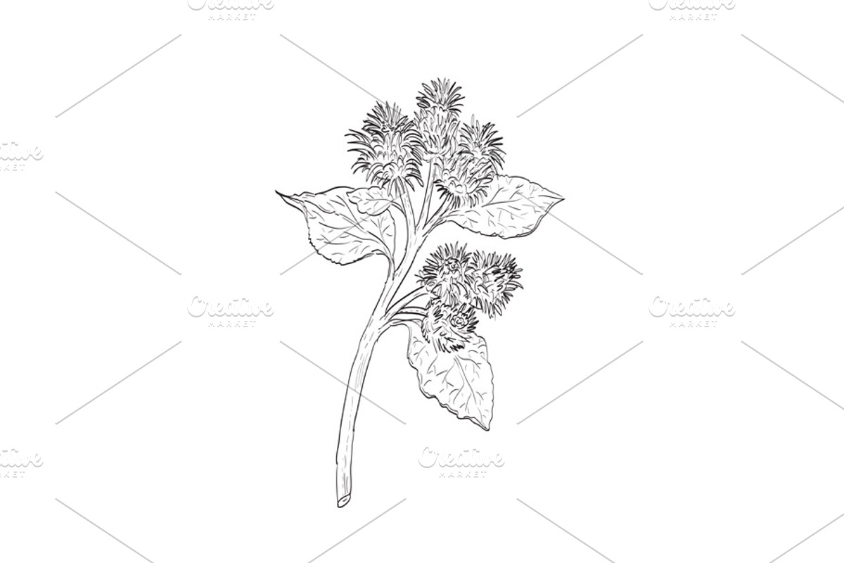 Burdock Arctium Sp Plant Drawing, a Decorative Illustration by patrimonio (Photo 1 of 3)