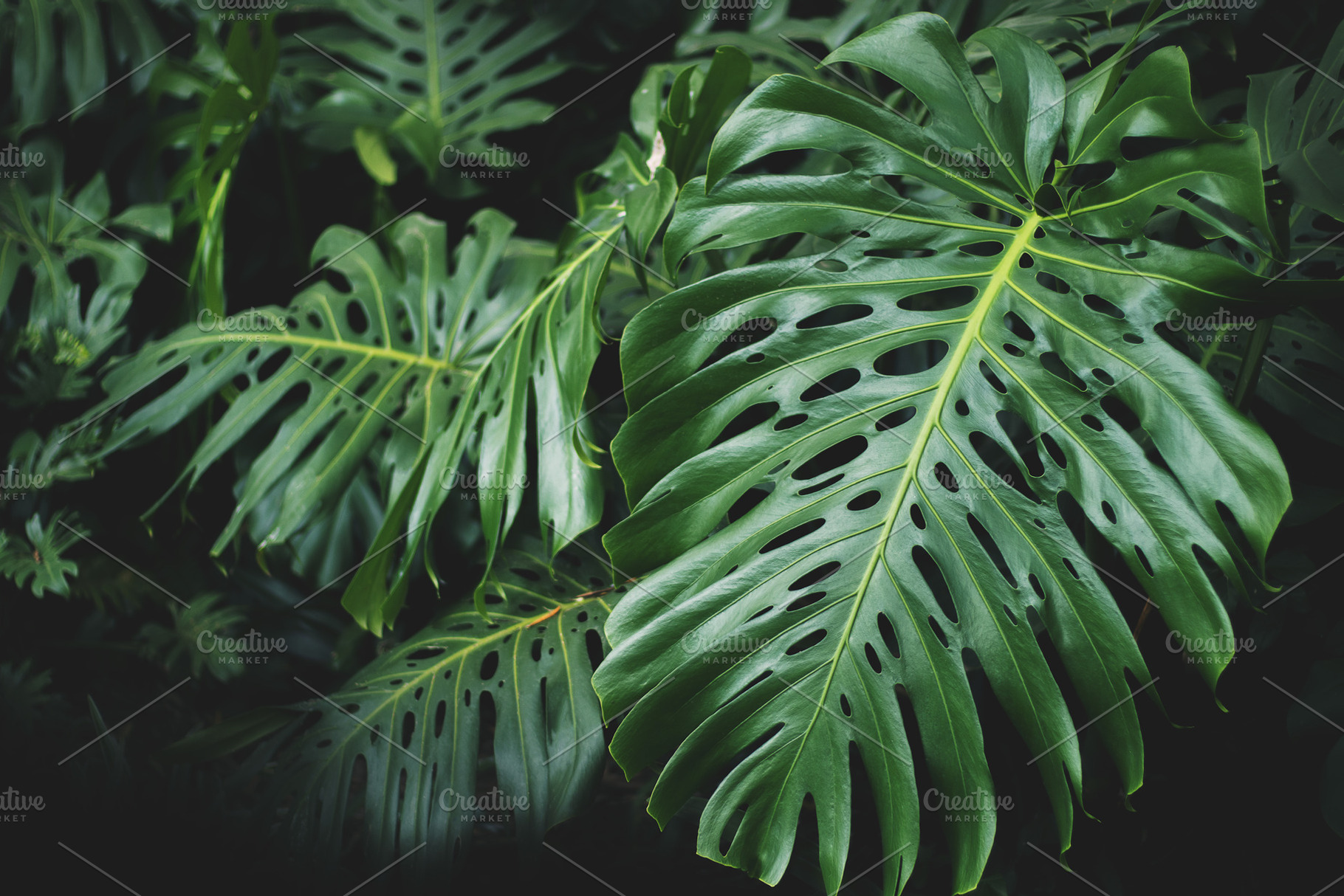 Horizontal Delicious Monster Leaves Background Photo