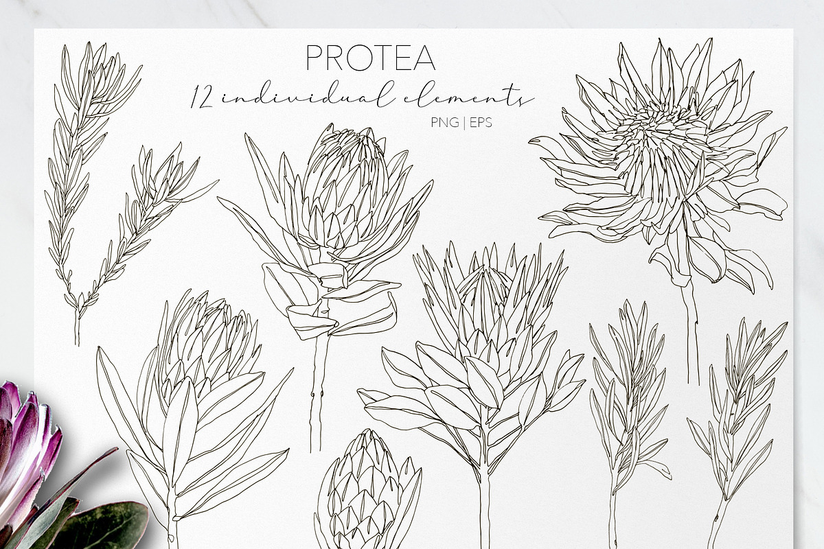 One Line Modern Sketch Protea Flower, a Decorative Illustration by Alisa Fimen Design (Photo 9 of 11)