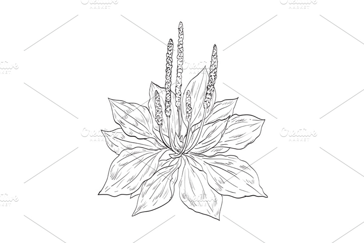 Broadleaf Plantain Plant Drawing, an Object Illustration by patrimonio (Photo 1 of 3)