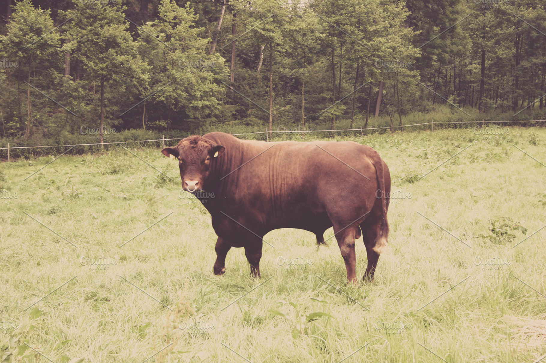 Bull Stock Photo