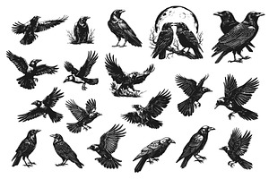 Sketch Crow Set. Engraving Raven