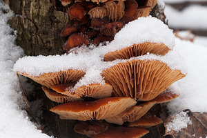Flammulina velutipes mushrooms featuring stump, stub, and mushroom