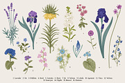 Garden flowers. Colorful, an Illustration by olga.korneeva (Thumbnail 3 of 5)