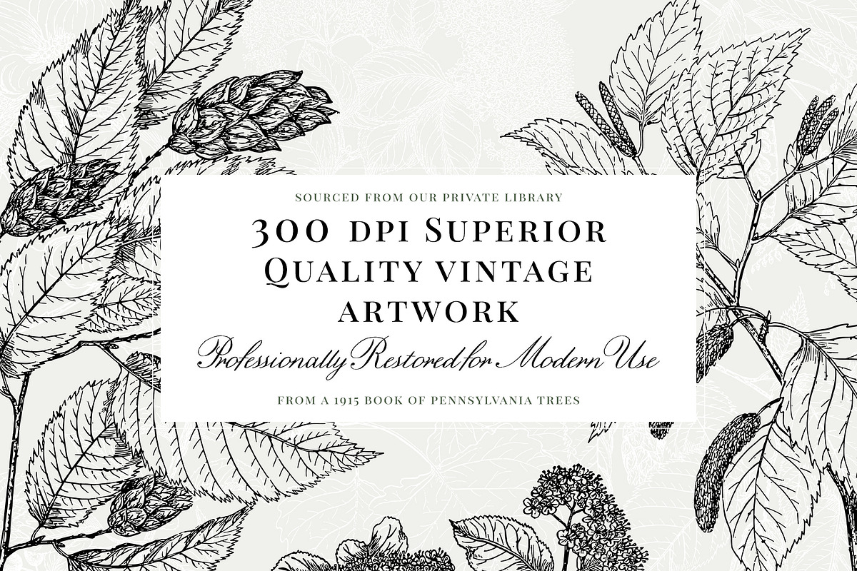 Vintage Leaf & Branch Illustrations, a Decorative Illustration by Century Library (Photo 2 of 9)