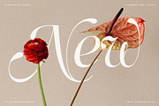 Netsera Calligraphic Serif Typeface, a Serif Font by SilverStag Type Foundry (Thumbnail 3 of 30)