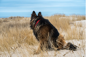 German Shepherd Dog on the beach at, an Animal Photo by COLORFUL