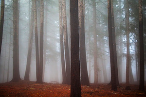 Fog Moving Through the Redwoods, a Nature Photo by Jillian Butolph