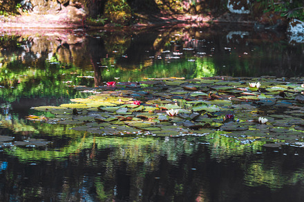 Moody lily pond reflections